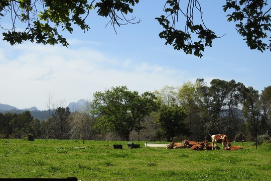 The Bush Buck Cottage with beautiful views of the dairy fields and the Tsitsikamma mountains