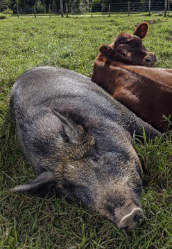 Meet our resident mascot the pot-bellied pig